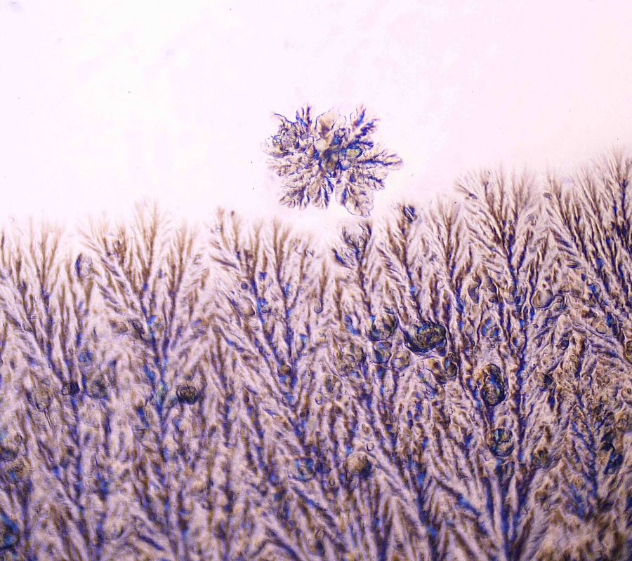 Microscoop fotografie